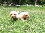 Imported Lineage Golden Retriever - Golden Retriever Dog