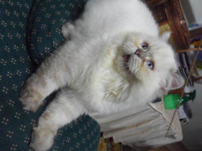 No Name 2 - Persian Cat