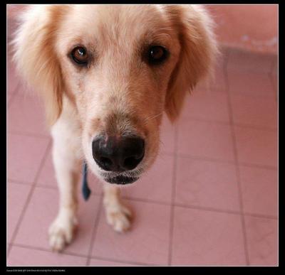 Johnny - Golden Retriever Dog