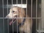 G.retriever Found,bkt Tinggi,klang - Golden Retriever Dog