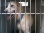 G.retriever Found,bkt Tinggi,klang - Golden Retriever Dog