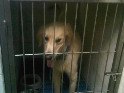 G.retriever Found,bkt Tinggi,klang - Golden Retriever Dog