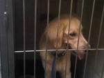 G.retriever Found,bkt Tinggi,klang - Golden Retriever Dog