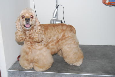 Ttdi, American Cocker Spaniel - Cocker Spaniel Dog