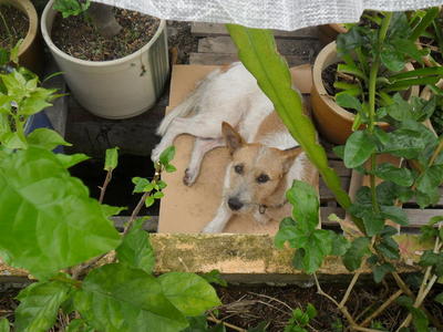 Milky - West Highland White Terrier Westie Mix Dog