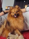 Barney - Pomeranian Dog