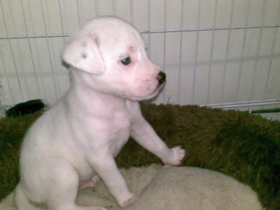 Puppies Born On 20 Sep 2011 - Dalmatian + Golden Retriever Dog