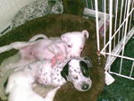 Puppies Born On 20 Sep 2011 - Dalmatian + Golden Retriever Dog