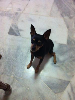 Huski - Miniature Pinscher Dog