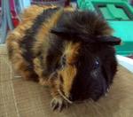 PF24969 - Guinea Pig Small & Furry