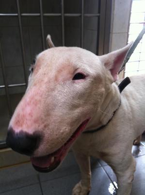 Male Bull Terrier - Bull Terrier Dog