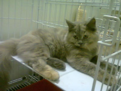 Dlh Kitten Persian - Persian + Birman Cat