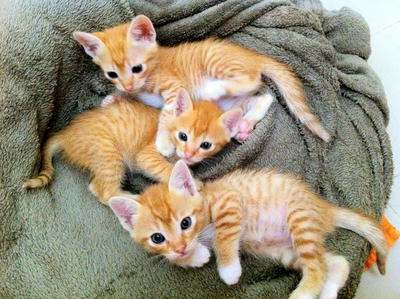 Marmalade Kittens - Domestic Short Hair Cat