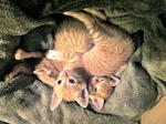 Marmalade Kittens - Domestic Short Hair Cat