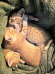 Marmalade Kittens - Domestic Short Hair Cat