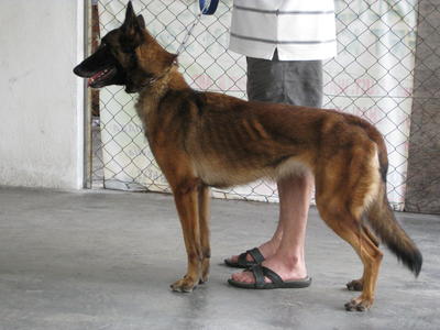 Belgian Sheperd Dog - Belgian Shepherd Dog Sheepdog Dog