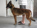 Belgian Sheperd Dog - Belgian Shepherd Dog Sheepdog Dog