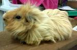 PF24991 - Guinea Pig Small & Furry
