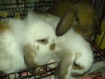 Lop Ear Rabits - Angora Rabbit + Lop Eared Rabbit