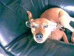 Nigel Aka Nei Nei - Chihuahua + Miniature Pinscher Dog