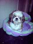 Baron - Shih Tzu Dog