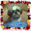 Boy Boy - Shih Tzu Dog