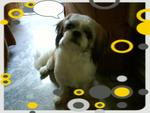 Boy Boy - Shih Tzu Dog