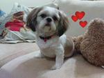 Girl Girl - Shih Tzu Dog