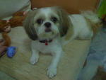 Girl Girl - Shih Tzu Dog