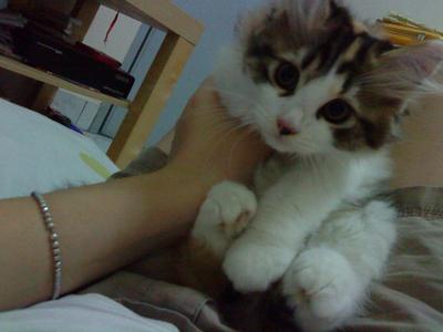 Suri - Persian Cat