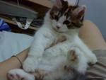 Suri - Persian Cat