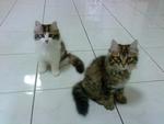 Suri - Persian Cat