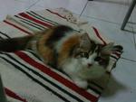 Suri - Persian Cat