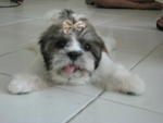 PF2577 - Shih Tzu Dog