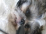 PF2577 - Shih Tzu Dog