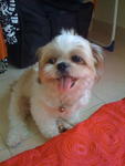 Chealsey - Shih Tzu Dog