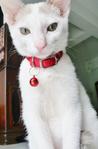 Peterpan, Lovely Male For Adoption - Domestic Short Hair Cat