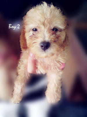 Adorable Toy Poodle - Poodle Dog