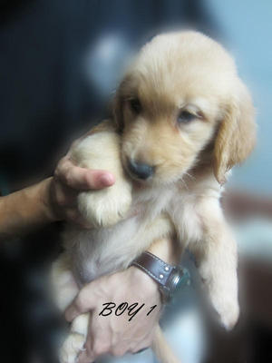 Super Big Bone Golden Pair - Golden Retriever Dog