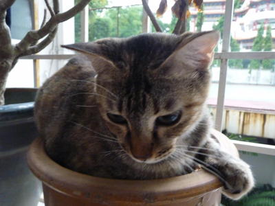 Jacky (Mother Cat) For Adoption - Domestic Short Hair Cat