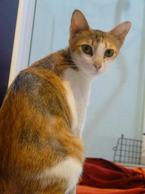 Jill (Mom Cat) For Adoption - Domestic Short Hair Cat