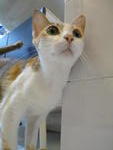 Jill (Mom Cat) For Adoption - Domestic Short Hair Cat