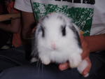 Holland Lop - Holland Lop Rabbit