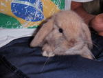 Holland Lop - Holland Lop Rabbit