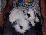 Holland Lop - Holland Lop Rabbit