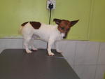 Milo - Jack Russell Terrier Dog