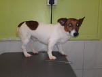 Milo - Jack Russell Terrier Dog