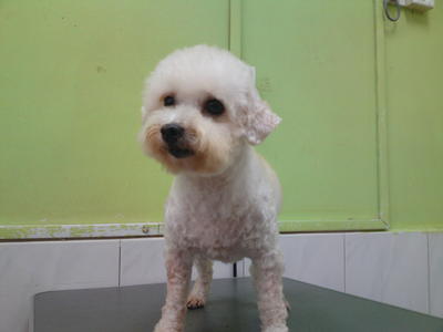 Pui Ying - Poodle Dog