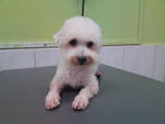 Pui Ying - Poodle Dog