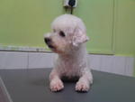 Pui Ying - Poodle Dog